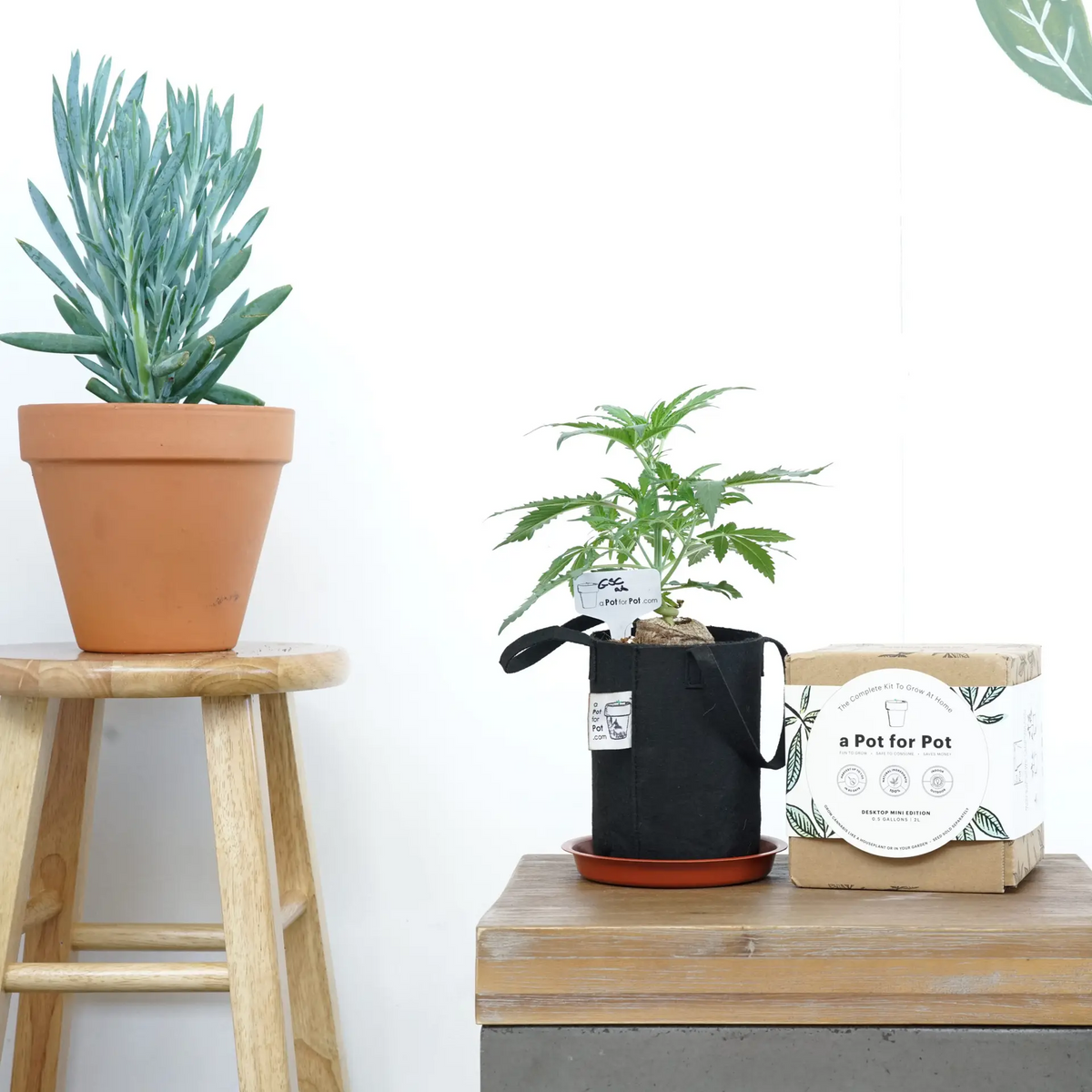 1.5_Gallon_Mini_Grow_Kit_Plant_in_Pot_Extract_Craft_500x500
