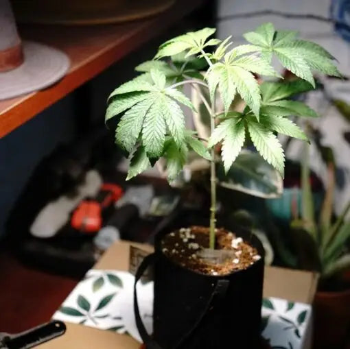 The Extractor Grow Kit (1/2 Gallon)-Extract Craft