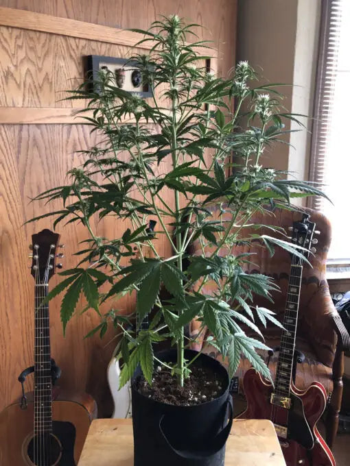 The Ultimate Grower Bundle-Extract Craft