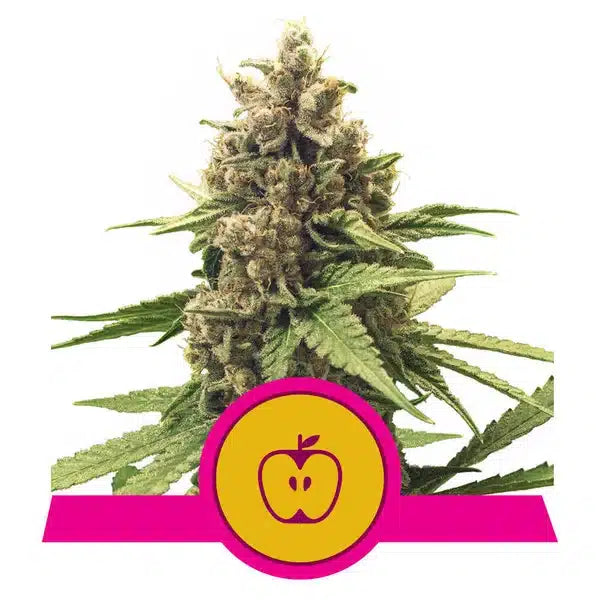 The Ultimate Grower Bundle-Apple Fritter-24" x 24" x 48" Tent-Extract Craft