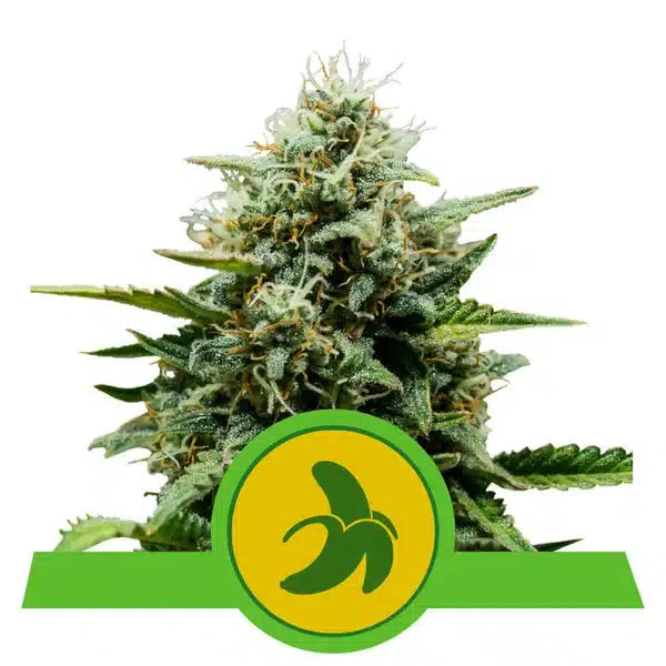 The Ultimate Grower Bundle-Fat Bananna-24" x 24" x 48" Tent-Extract Craft