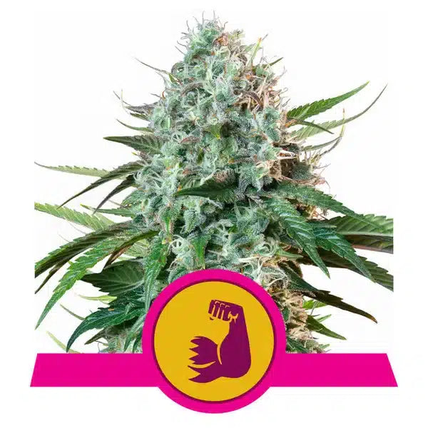 The Ultimate Grower Bundle-HulkBerry-24" x 24" x 48" Tent-Extract Craft