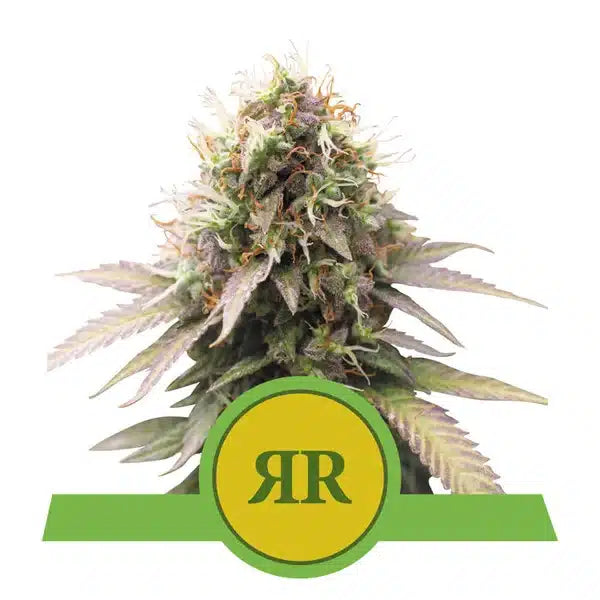 The Ultimate Grower Bundle-Royal Runtz-24" x 24" x 48" Tent-Extract Craft