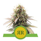 The Ultimate Grower Bundle-Royal Runtz-24" x 24" x 48" Tent-Extract Craft