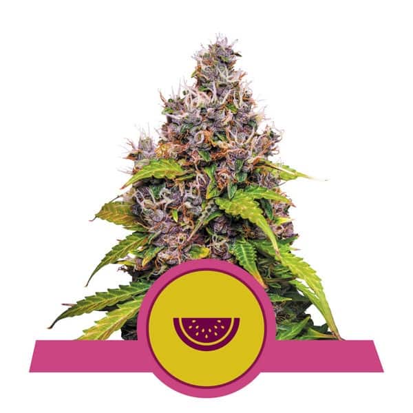 The Ultimate Grower Bundle-watermelon-24" x 24" x 48" Tent-Extract Craft
