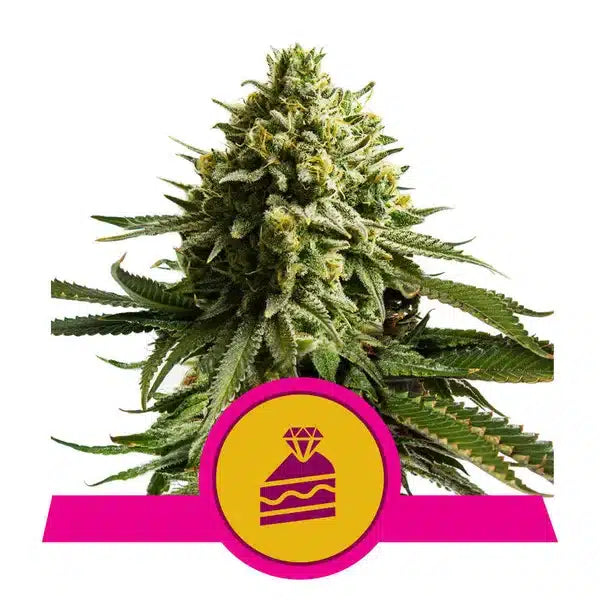 The Ultimate Grower Bundle-wedding cake-24" x 24" x 48" Tent-Extract Craft