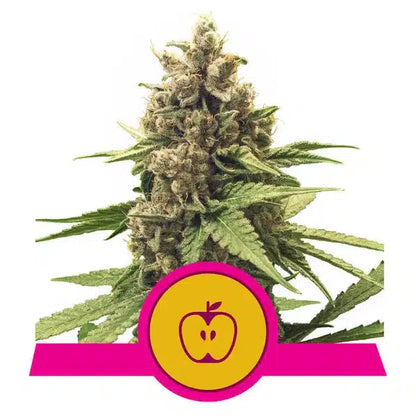 Premium AutoFlower Seeds (5 seeds per pack)